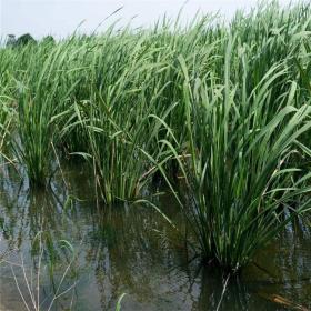 河马苗圃出售 茭白水生植物 水体绿化常用植物 公园河道绿化