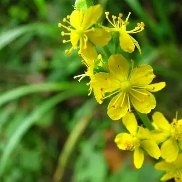 龙芽草