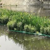 河马出售 生态定制 人工浮岛净化水体 河道绿化水生植物栽培浮床