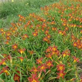 河马苗圃出售 红花萱草 花海工程打造 花坛花镜绿化用苗