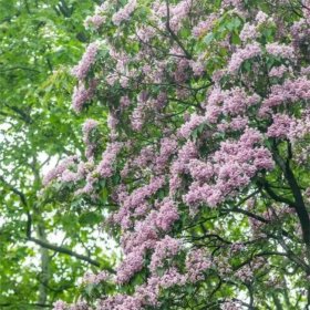 河马苗圃出售楸树苗 树形优美花大色艳 城市厂区绿化净化空气