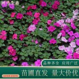 河馬非洲鳳仙 庭院小區(qū)公園觀賞花 城市綠化景觀用花