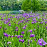 河马西伯利亚鸢尾 人工湿地水生植物 庭院花工程绿化苗