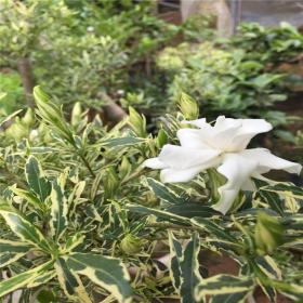 河马苗圃出售 花叶栀子花 芳香浓郁 庭院公园小区花坛花带布置花卉