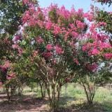 河馬苗圃出售 叢生紫薇 花海工程打造 庭院園林綠籬花卉