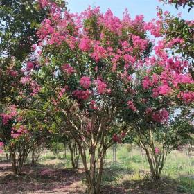 河马苗圃出售 丛生紫薇 花海工程打造 庭院园林绿篱花卉