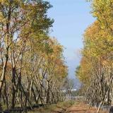 河馬苗圃出售 黃連木 城市風(fēng)景區(qū)綠化 宜作庭蔭樹行道樹