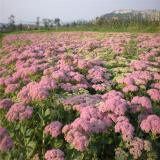 河马苗圃出售 八宝景天 地被绿植 园林庭院绿化工程苗