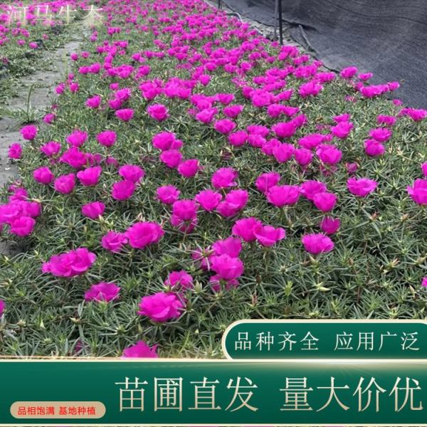 太陽花價格