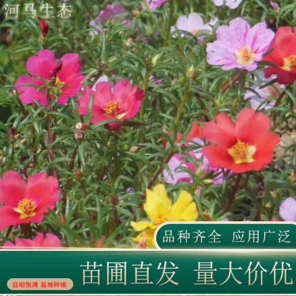 太陽花價格