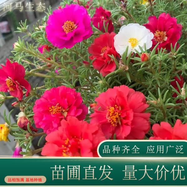 太陽花價格