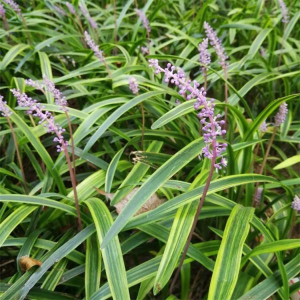 花葉山麥冬