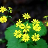 河马苗圃出售 蒲耳根 一年生或二年生草本植物 湿地 山坡路旁 水沟边