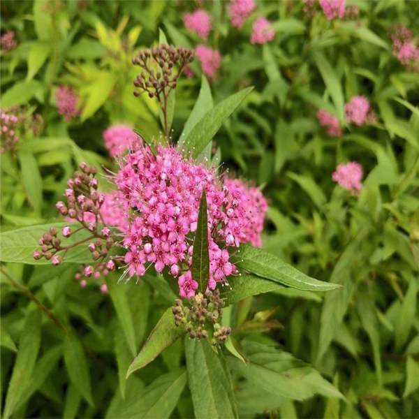 粉花绣线菊