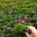 河馬苗圃出售 歐石竹 花海景觀苗 街道小區(qū)公園綠化 花鏡草坪配植花苗