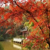 河馬苗圃出售 金陵紅楓 樹姿優(yōu)美 園林綠化優(yōu)選樹種