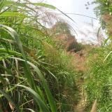 河马出售 五节芒 水生地被植物 公园池塘湿地水体绿化