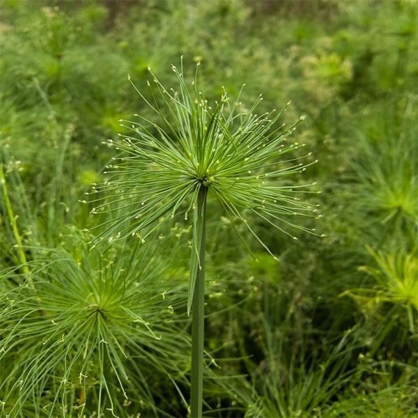 大型水生植物