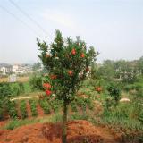 河馬生態(tài)出售 花石榴 庭院園林種植苗 景觀(guān)綠化工程苗