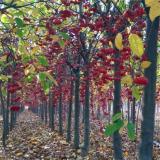 河馬苗圃出售 冬紅果海棠 園林工程綠化苗 庭院小區(qū)道路植物苗