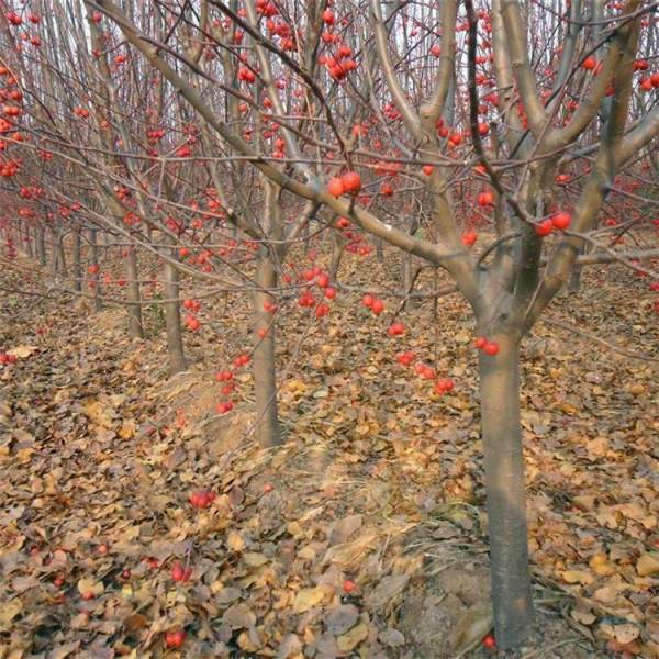 冬紅果海棠