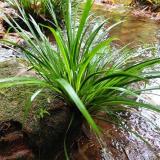 河马苗圃出售 银叶石菖蒲 室外池塘水边河边水生绿化植花卉