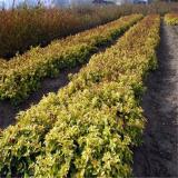 河马基地出售 金 山绣线菊 花坛花镜草坪造景配植 园林绿化苗