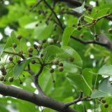 河馬苗圃出售 豆梨 新布拉德福德 小區(qū) 道路綠化帶行道樹