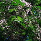 河馬苗圃出售 苦楝樹(shù) 園林庭院行道綠植 道路綠化色塊苗木