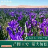 河马马兰花 市政绿化花卉庭院小区公园道路造景花苗