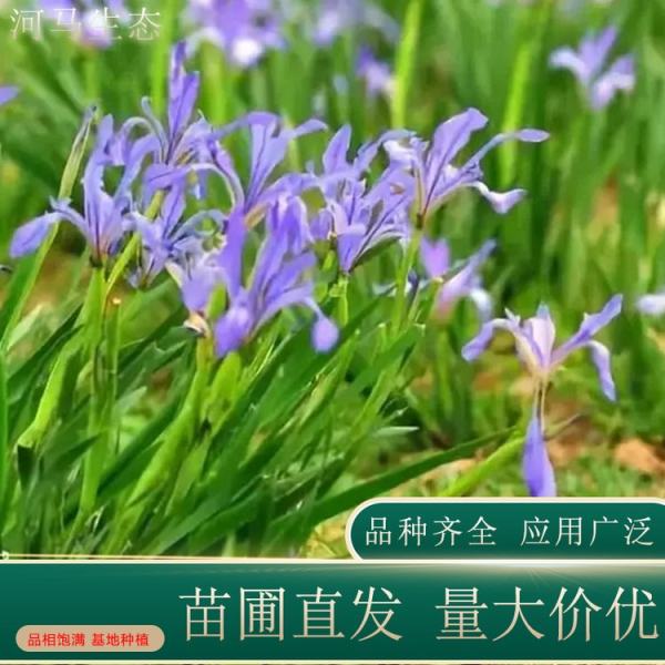 馬蘭花價格