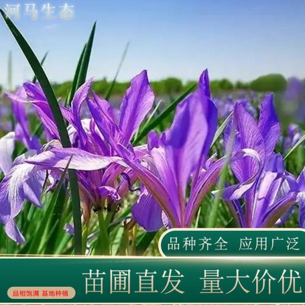 馬蘭花價格