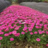 河馬苗圃出售 美女櫻 花臺(tái)花境材料 園林樹壇地被配植苗