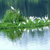 河马苗圃出售 定制河道生态大型水面绿化 漂浮湿地 水生绿植种植浮床