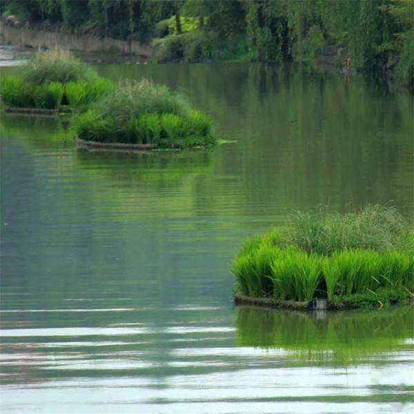 水生綠植種植浮床