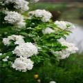 河馬苗圃出售 中華木繡球 花園別墅 庭院公園綠植盆栽花卉