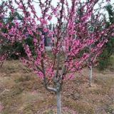 河馬苗圃出售 滿天紅碧桃 庭院別墅公園小區(qū)園林綠化工程苗