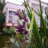 河马苗圃出售 再力花 净化水质 人工浮岛湿地 水景绿化苗