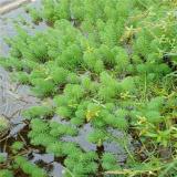 河马出售聚草 穗状狐尾藻 草湿地生态浮岛河道净化水质水生植物