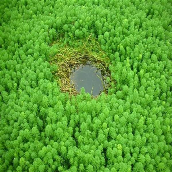 水生植物