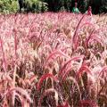 河馬苗圃出售 紫葉狼尾草小苗 花海花鏡地被觀賞草 園林綠化工程苗