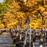 河馬苗圃出售 金 陵黃楓 護坡荒山造景行道風(fēng)景樹 庭院園林綠化苗