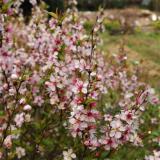 河馬基地出售郁李 爵梅 秧李 庭院觀花植物 盆栽地栽耐寒