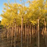 河馬苗圃出售 金葉槐 園林庭院造景綠化植物 道路色塊苗