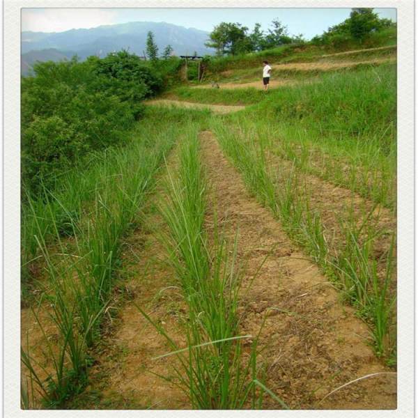 香根草基地