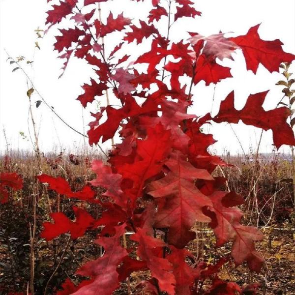 紅槲櫟