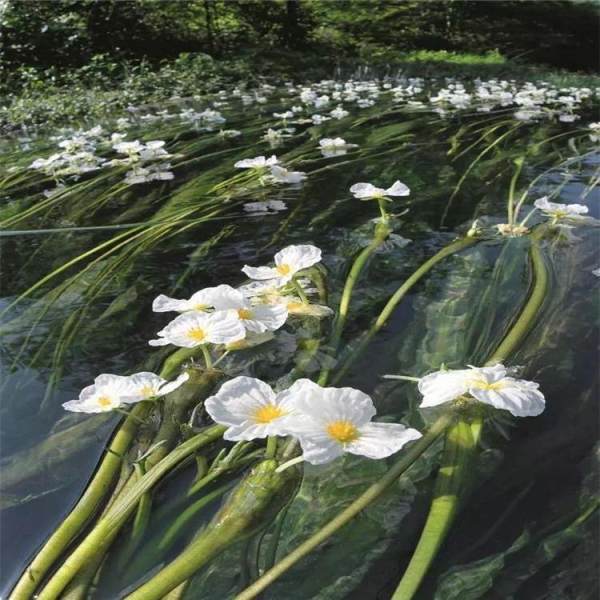 水质净化植物