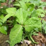 河馬苗圃出售 鴨腳板 多年生草本宿根植物 田邊濕地或溝谷草叢中