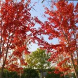 河馬苗圃出售 紅花槭 勃艮第百麗 極耐寒 小區(qū)草坪中間點(diǎn)綴