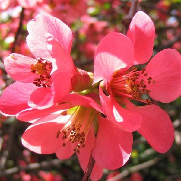 庭院開(kāi)花觀賞植物